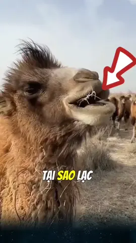 Tại sao lạc đà có thể ăn được cả gai mà không thấy đau miệng, sự thật thú vị mà có thể bạn chưa biết. #độngvật #lạc_đà 