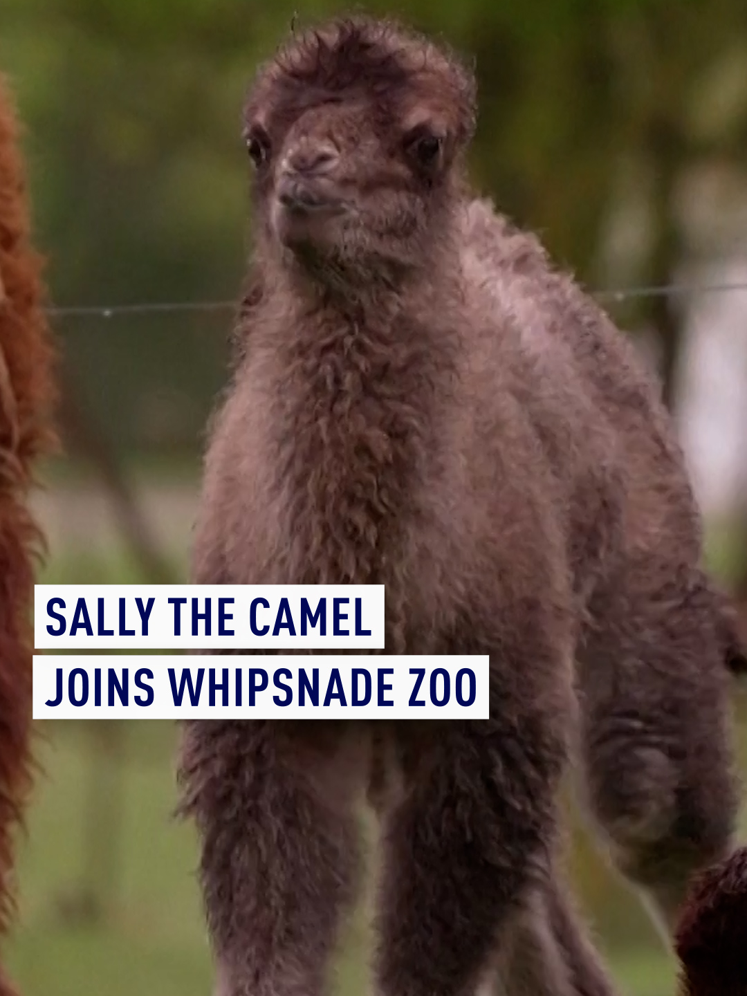 Whipsnade Zoo welcomes a new camel! 🐪 Meet Sally, the latest addition symbolizing hope for her endangered species. Sally's arrival brings hope for her endangered species, with just 950 camels remaining in the wild. #WhipsnadeZoo #camel