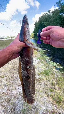 Day 15 of chasing the Florida snakehead state record. Not even close to catching a the record but im gonna keep going! The link to my baits im using in this video in my bio! #urbanfloridafishing #fishing #southfloridafishing #freahwaterfishing #bassfishing #fishingviseos #snakeheadfishing #bankfising #canalfishing #frogfishing #swimbaitfishing 