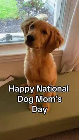 Henry’s would like to wish all our dog mama friends a very happy national dog mom’s day. Thank you for all that you do for your fur-kids ❤️ #dogmom #puppy #dogsoftiktok #cute #fyp #nationaldogmomday #mothersday #goldenretriever #goldenretrieverlife #doglover #puppycheck #bark #lol #tiktok 