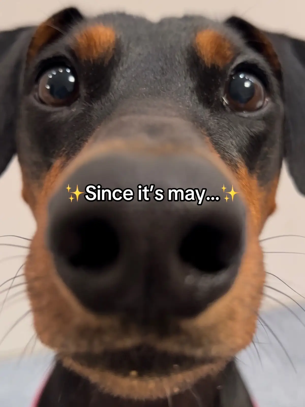 No more ugly stickers!👹 #dog #dogsoftiktok #fypシ゚viral 