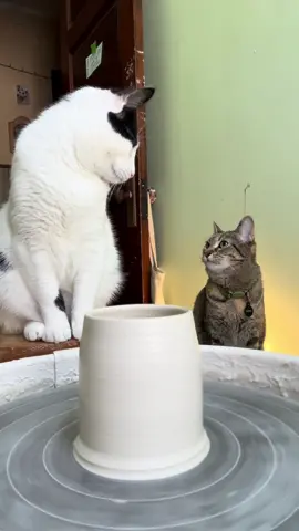 momo teaches june how to throw a cylinder on the wheel #cat #pottery