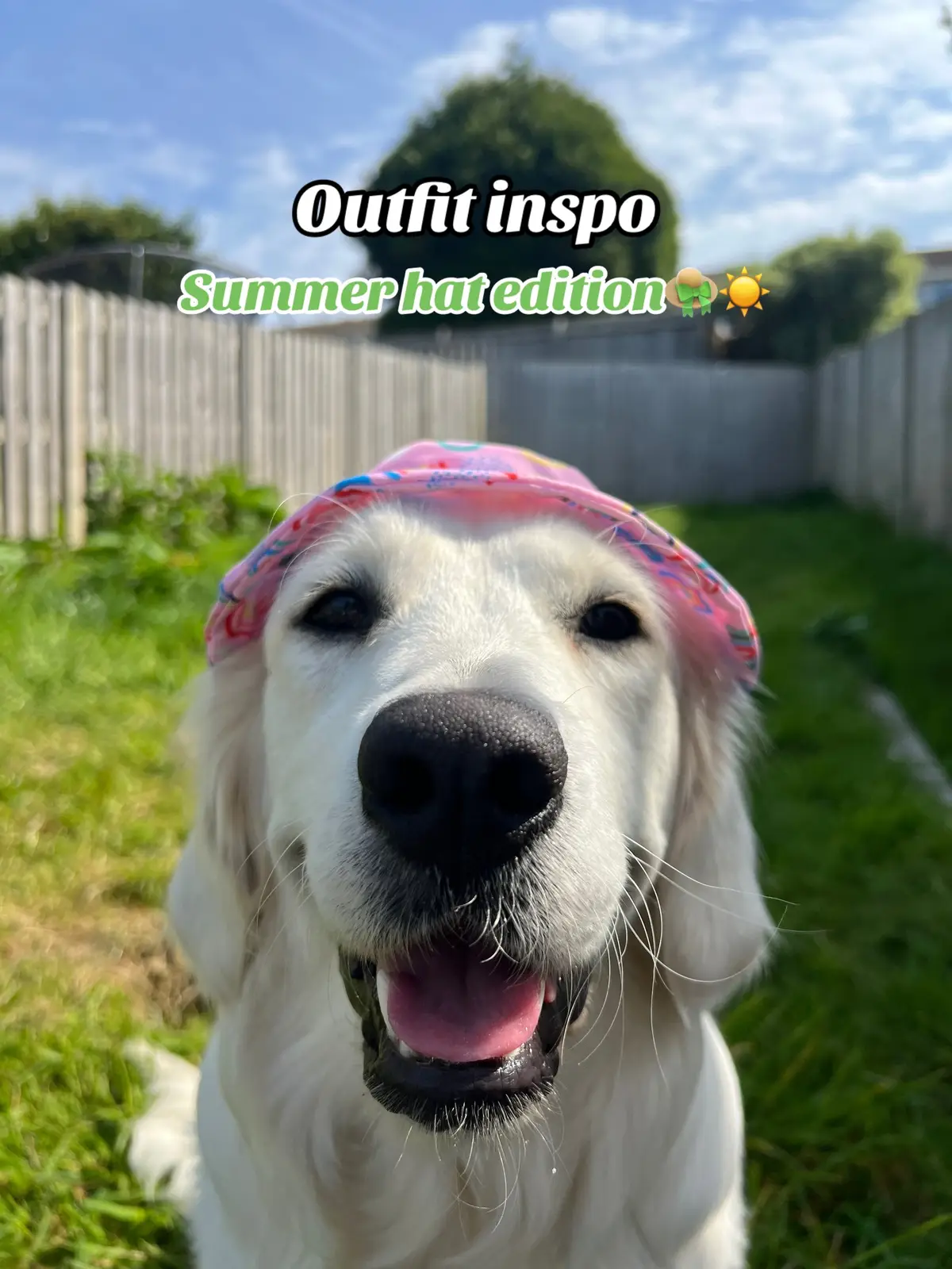 #goldenretriever #dog #puppy #fyp #dogsoftiktok #outfit #hats #dogaccessories #Summer 