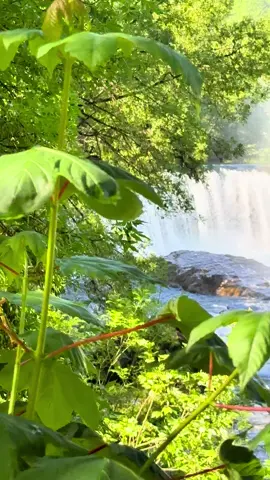 La plus belle cascade de France 🇫🇷 C’est en me baladant que je suis tombé sur Saint Laurent du Minier, un village Languedocien qui abrite une cascade à ses pieds ☀️ C’est la cascade de la Vis, une cascade insolite située à 40 minutes de Montpellier 📍 Tu connais cette cascade ? 😎 #fierdusud  #cascade #Occitanie #insolite #decouverte #gard #tourisme #paris  #randonnée #france #lyon 