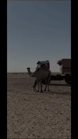 كلامهم خلا ضلوعي يلجن 