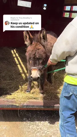 Replying to @Troy Bradley Update on Henry…all is good, thanks for thinking of him and loving Henry! #fyp #henry #boggsfunnyfarm #fypシ #donkey #donkeyoftiktok #vet #update 
