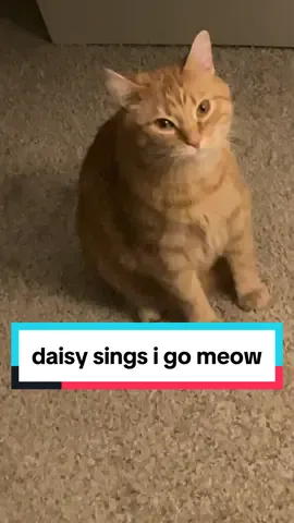 she’s trying to sing i go meow @Cala & Elizabeth #cat #meme 