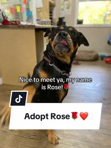 Rose arrived in our care with a very bad skin condition, where she had scratched herself raw in places and she is was terribly uncomfortable. Since receiving medical attention, Rose’s skin and coat have remarkably improved, revealing her vibrant and playful personality!  ❤️Will you help Rose find love in a forever home? Learn more in our link in bio! #bcspca #adoptbcspca #adoptme #adoptabledogs #dogadoption #dogsoftiktok #dogs #doglove #doglover #rescuedog #helpdogs #helpanimals 