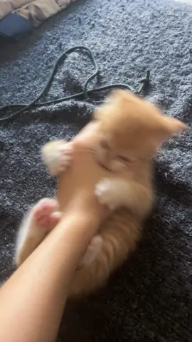 compilation of my cutie pie trying to attack me #catsoftiktok #cats #cutepet #foryou #orangecat #funnycat 
