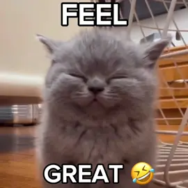 First time was so nice i had to do it twice 😭 #yeattok #yeat #sillycat #funnycat #catlover #edit #ucouldtell #yeatlyrics #foryoupage #foryou #goviraltiktok #viralvideo #trending #trend 