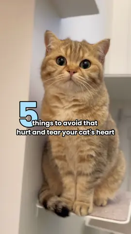 Never do these 5 things to your cat! 😿 #catstagram #catlover #cats #catlove #instacat #cats_of_instagram #고양이 #catreels #catreel #cat #catsofinstagram #viral #bkh #bsh #catvideo #cutecat #cute #cutepets #cuteanimals #cutekitty #gingercat