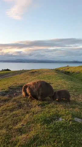 Happy #MothersDay, Love Australia ❤️ To celebrate this special day, we're gracing your FYP with this aww-worthy Tassie duo 🥰  🎥: IG/wombatsoftasmania  📍: #MariaIsland, #EastCoastTasmania, @Discover Tasmania  #SeeAustralia #ComeAndSayGday #DiscoverTasmania #Australia #TravelTok #Travel #BucketList #Wildlife #Wombat  ID: A baby wombat following an adult wombat across a grassy plain beside the tranquil blue ocean during sunset.