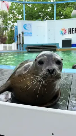 No explanation needed. Seals just make everything better! #oceanconnections #nonreleasable #marinemammals #seals #hersheypark #sealsoftiktok #fypシ゚viral 