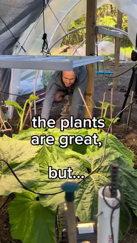 It had to be done, but I really don't like it 🎃🌱 #giantpumpkin #gardening #asmr #plants #garden #vegetablegarden #growyourown #pumpkin #plantlover #gardenlife #plantsoftiktok 