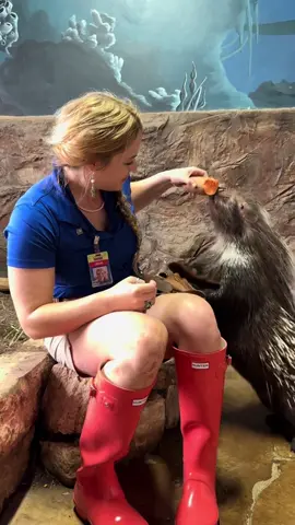 Quill Smith is just one big puppy. #porcupine #animalsoftiktok #animals 