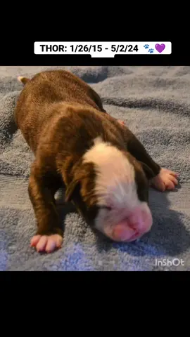 Mommy's sweet baby boy!! Rest easy, Bubs... but stay with me! xo #bestfriend #angelbaby #souldog #soulmate #bestboy #americanbulldog #abd #dogsoftiktok #rip 
