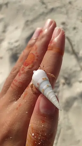 tiny wonders of the beach 🏖️ #island #ocean #beach #crabs #maldives #henna #tiktok #tiktokmaldives #p #c #shell #memories 