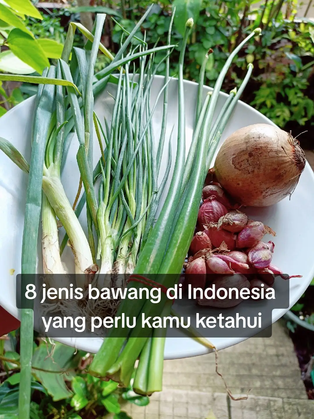 Sumber gambar:  Slide ke-11 https://simple.m.wikipedia.org/wiki/Leek Slide ke-16 https://www.socfindoconservation.co.id/plant/295?lang=en #tumbuhan #botani #rempahrempah #sayur #hutan 