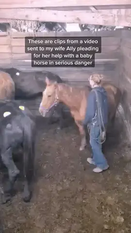 Baby Bison the rescue dwarf mini gets his first ever bath! He did SO amazing! He was sold at auction at only six months old and struggled health wise for awhile…