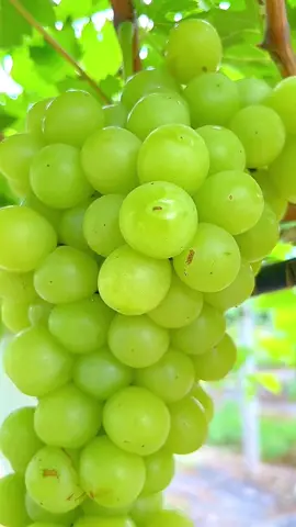 👩🏻‍🌾🧑🏻‍🌾🥰👍🏻 These are my favorite things #new #hot #top #fruit #yummy 