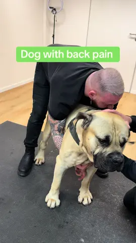 Dog with back pain… • • • #chiropractortiktok #hundevideos #foryou #asmr #hundeliebe #Love #dogsoftiktok 