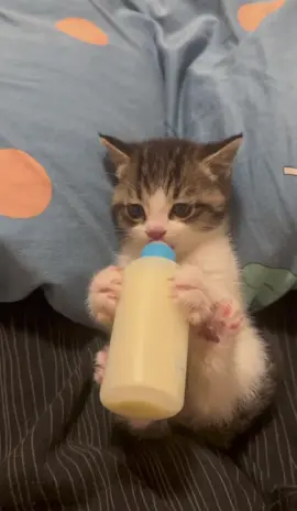 I’m afraid I won’t be able to stop drinking this milk #fyp #kittycat #cutepet #catmilk #catsoftiktok 