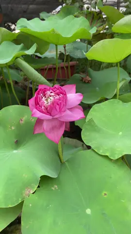 Phân nón chuyên dùng cho hoa sen và các loaij cây ngập nước#phanboncay #xuhuongtiktok #xuhuong 