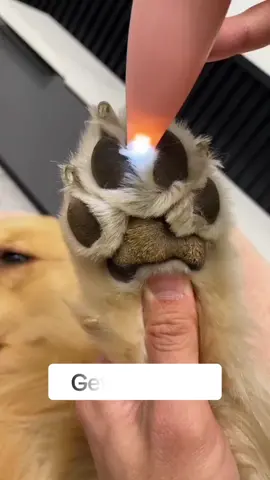 🐶🐱✨ PET MINI SAFE TRIMMER   👉 Shop link in bio  🔥FREE SHIPPING WORLDWIDE   #PetAccessories  #DogGear  #CatSupplies  #PetToys  #AnimalEssentials 