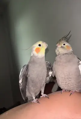 Where is my pretty bird? Give me kiss! 💋#cookiethebird #knopikthebird #wingsofterror #cockatielontiktok #parrot #cockatiel #cockatielbirds #singingparrot #talkingparrot #crazycockatiel #sillyparrot #Love #parrotlove #корелла #попугай #попугайкорелла #кореллапопугай #смешнойпопугай #говорящийпопугай 