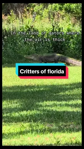 Welcome to Florida nation (cringe) 😂#wildlife #floridawildlife 