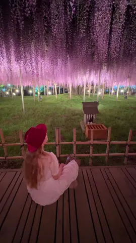 📍 amazing Wisteria trees at Ashikaga Flower Park 💜 #japan #travelblogger #travel #traveljapan #おすすめスポット　#japantravel #栃木県 #travelbucketlist 
