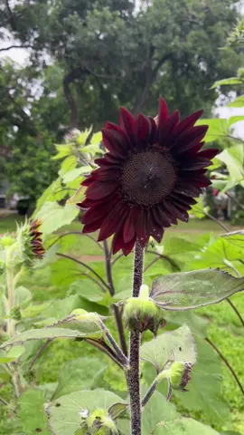 I will plant this variety every single year! #sunflower #update #chocolatecherrysunflower #trapcrops #beauty #garden #sunflowervariety @RareSeeds / Baker Creek Seeds 