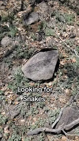 #snakes #snake #tiktok #ringneck # #rattleblade #rattlesnakes #fy #fyp #foryou #nature #pov #flipping #earth #animals #top #trending #new #life  #naturephotography #reptiles #outside #go #asmr #relax 