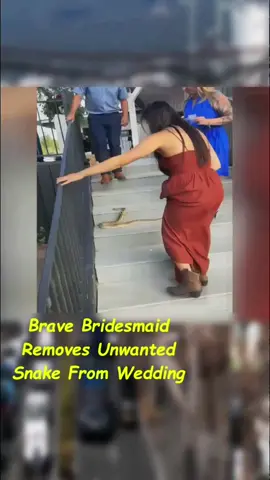 brave bridesmaid removes unwanted snake from wedding #fyp #viralvideo 