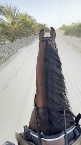 #مشاءالله_تبارك_الله #فرسان_دوز🐴❤️ #خيل_وخياله🐎 #خيل_عربي_اصيل #الجنوب_التونسي #دوز #ڤبلي🧿🙈❤ #قابس_مدنين_جرجيس_قبلي_بن_قردان_تونس🏝🏝 #شعب_الصيني_ماله_حل😂😂 #tiktoklongs #tiktokindia #fyp 