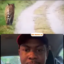 This Tiger left the road and crouched down in respect as Elephants walked past 😁. Respect your elders in the jungle 😂