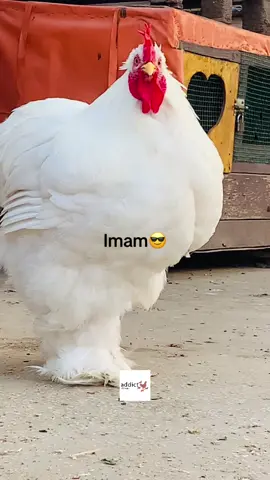 #addictelevage #cochinblancstandard #pourtoi #fyp #foryou #cochin #volaille #breeding #mali #gambie #guinne #cotedivoire🇨🇮 #mauritania 