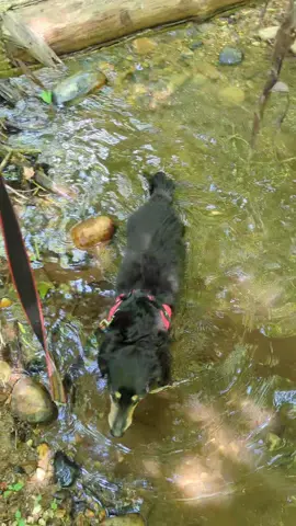 She is a little water hound. We'll go swimming when the river is warmer. #adventuredachshund #doxiesoftiktok #rubythedachshund #sportutilitydachshund #dachshund #powhatanstatepark 