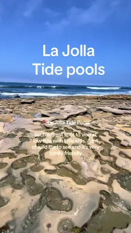 Save this for things to do in san diego #sandiego #sandiegocheck #sandiegolife #sandiegolifestyle #sandiegogirl #sandiegoliving #sandiegothingstodo #thingstodosandiego #sandiegohiddengems #sandiegocontentcreator #sandiegoblogger #sandiegobeaches #sandiegobeach #beachvibes #beach #beachlife #beachday #beachgirl #beachvibes #coastalliving #coastallifestyle 