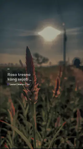Lestari | Roso tresno kang sejati🎧 #lirik #overlay #jawapride #viral #CapCut 