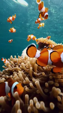 bagian 4; finding nemo. kau ingat bagaimana kita bertemu? wah.... saya lupa 😁 #findingnemo #karimunjawa #wisatajateng #indonesia #seaview #sea #snorkeling #ikan #nemo 