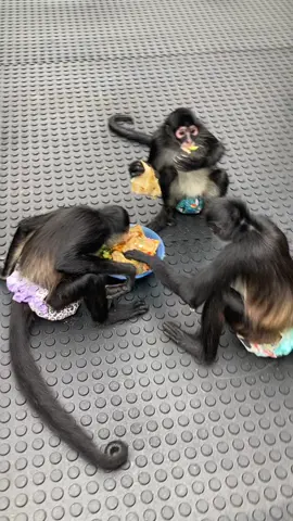 Just a good old monkey picnic. I hope you all had a blessed day. We sure did💜