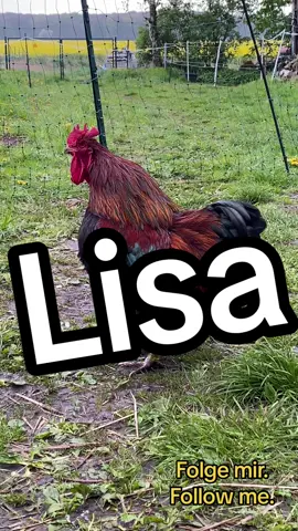#lisa #funny #funnyvideos #funnyanimals #chicken #lustig #lustigevideos #lustigetiere