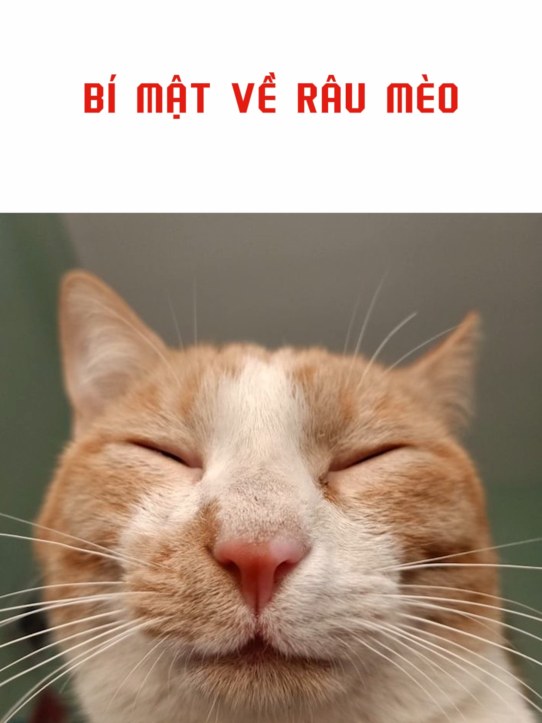 #meow Bật mí về râu mèo #vbpet #rau #Pet #chamsocthucung #catlover #xuhuongtiktok2024