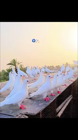 #جناية_الارافل #طويريج  #جميع_محافضات_العراق  مجعوصات من المرض 😂