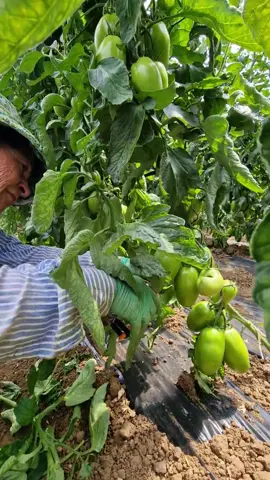 ✂️ Oggi vi portiamo nella nostra AZIENDA, durante la DEFOGLIAZIONE delle piante di POMODORO. 🍅  🤔 A COSA SERVE?  ✅️ Questa operazione permette di favorire la fruttificazione della pianta di POMODORI e di limitare l'estensione della stessa.  Infatti, è risaputo che, più la pianta crescerà, minore sarà la sua capacità di produrre frutti di alta qualità.