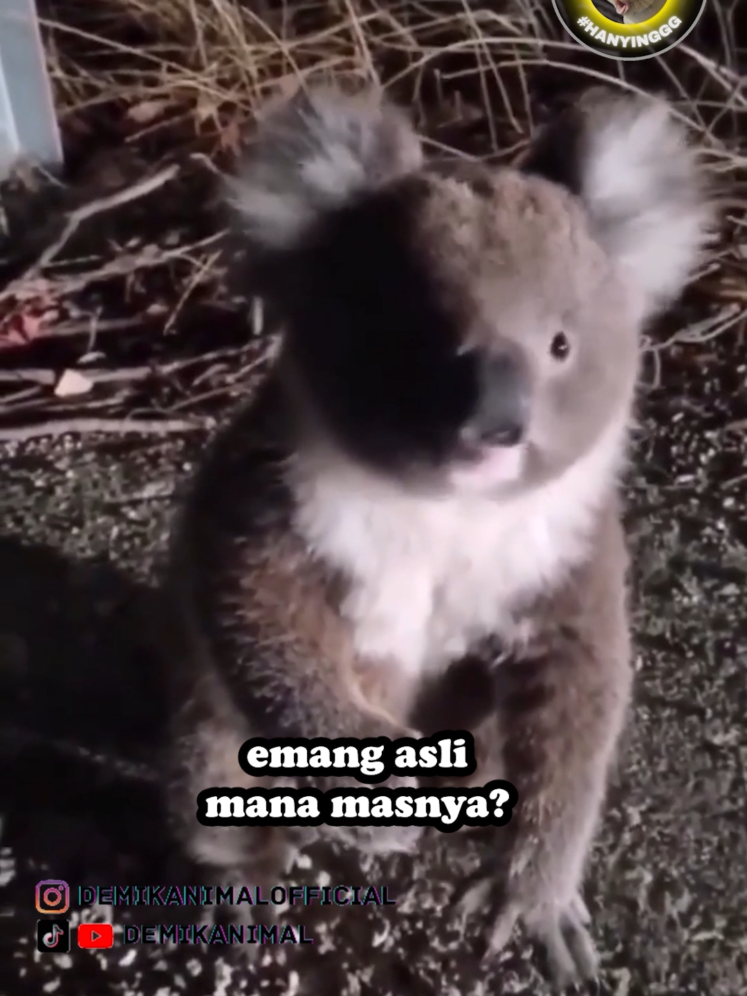 KOALA NGANJUK #fyp #foryou #foryoupage #foryourpage #dubbing #dubbinglucu #dubbinghewan #dubbingbinatang #dubbingindonesia #demikanimal #demikanimalofficial #dubbingkucing #kucing #kucinglucu