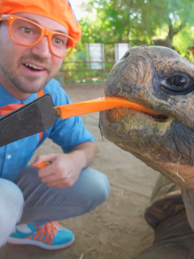 Blippi Visits a Zoo and sees a GIANT Tortoise! #blippi #education #learning #blippitok #friends #kids #parents #kidsoftiktok #kidstiktok #kids #zoo #tortoise