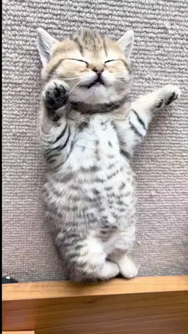 My job is to sleep.😎#cutecat #kitten #fyp #pets 