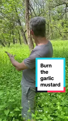 Fire is more effective than herbicide for eliminating garlic mustard.#foraging #fireecology #garlicmustard 